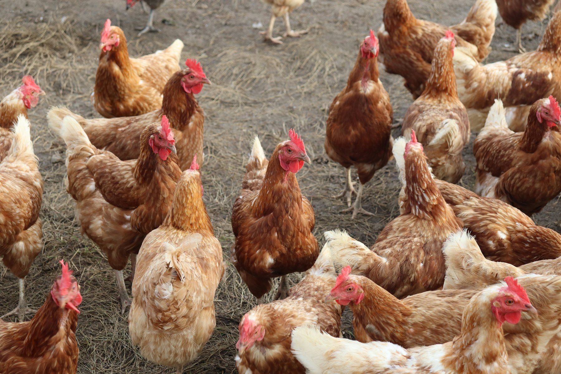 Free-range hens