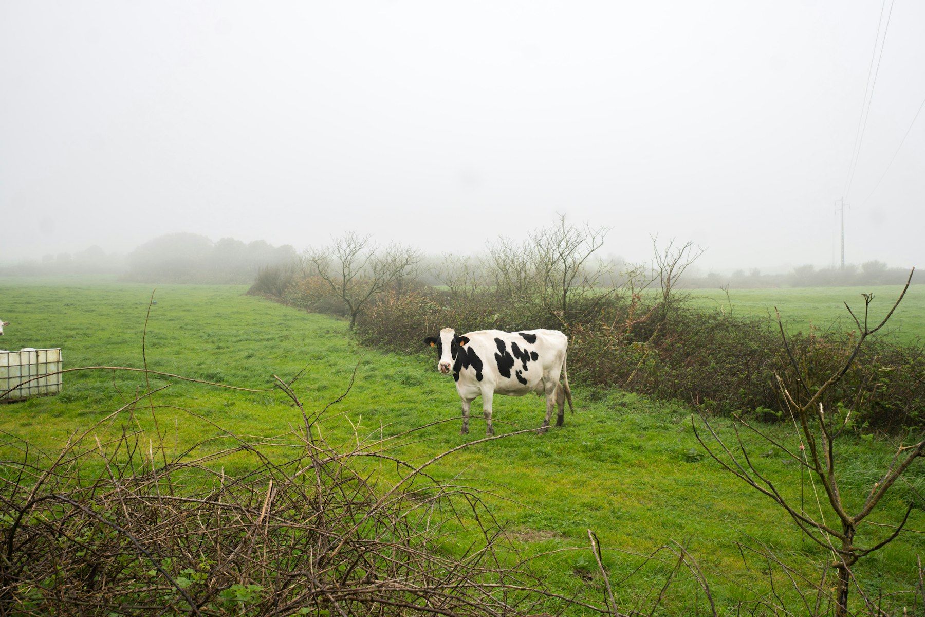 Holstein cow on pasture