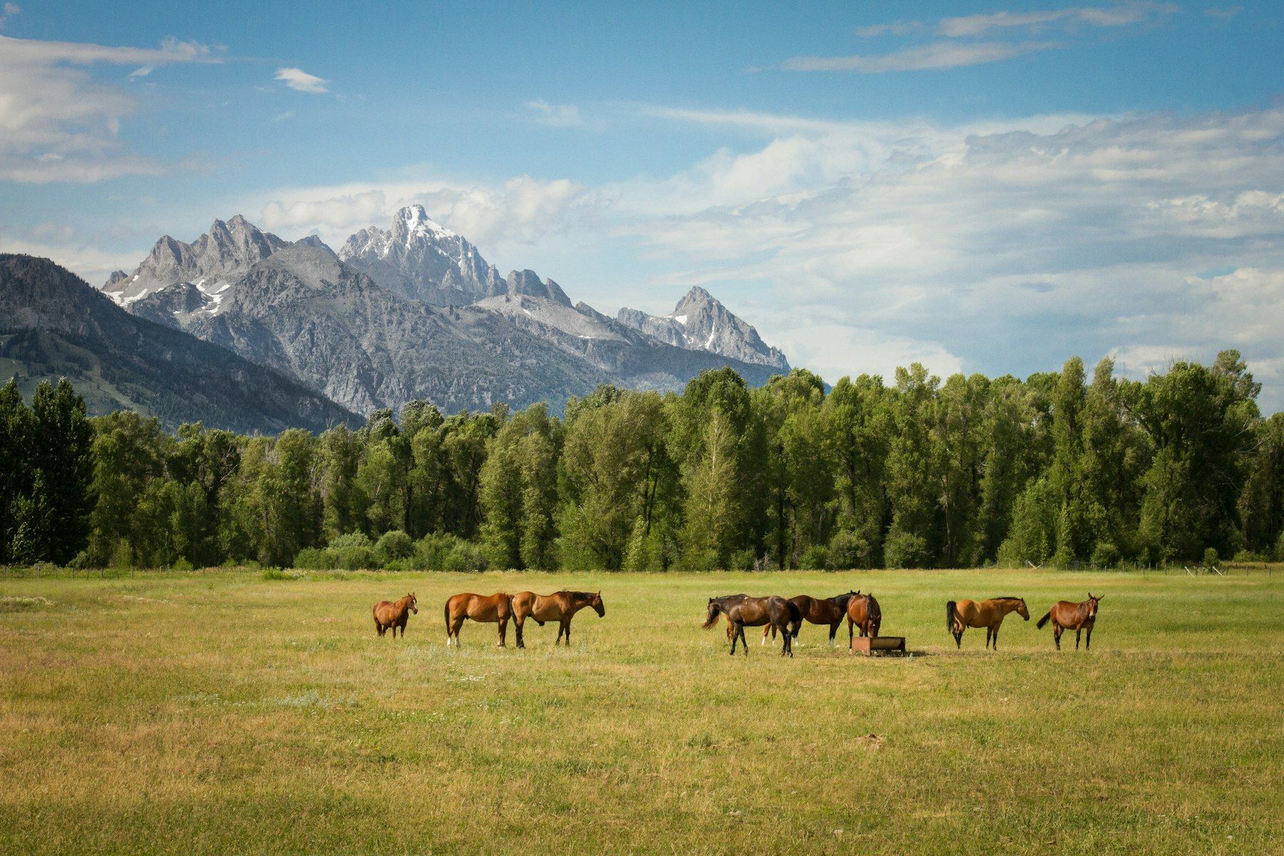 Horses in an open field