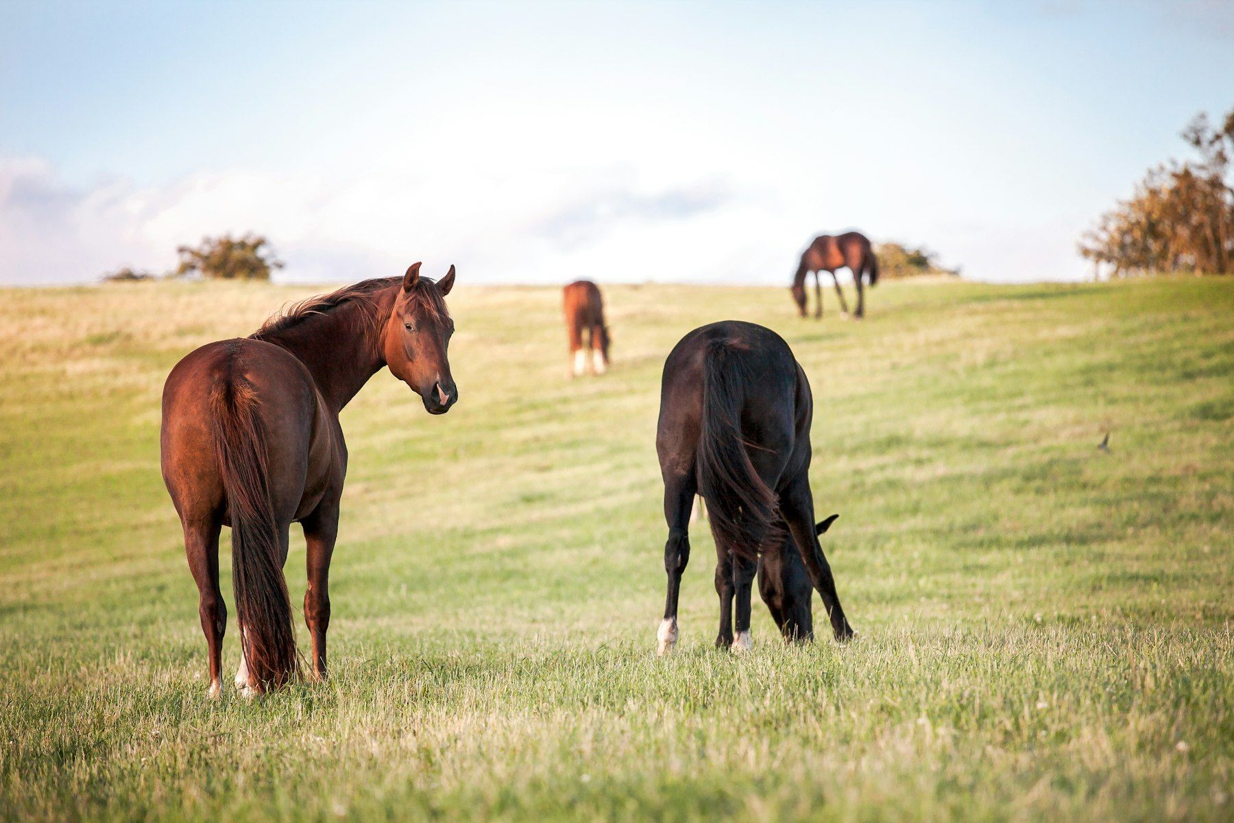 Horses grazing on pasture