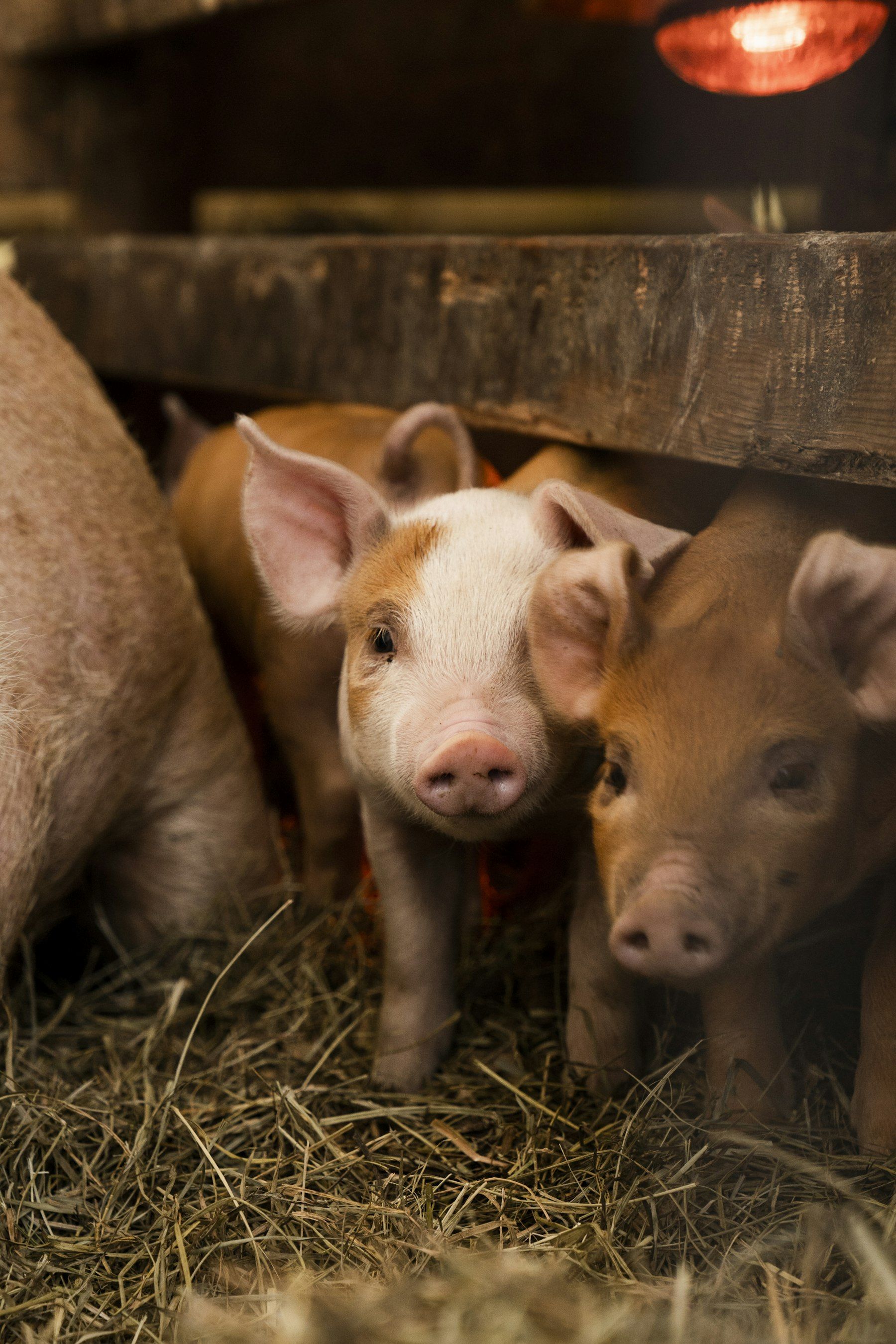 Piglets on straw